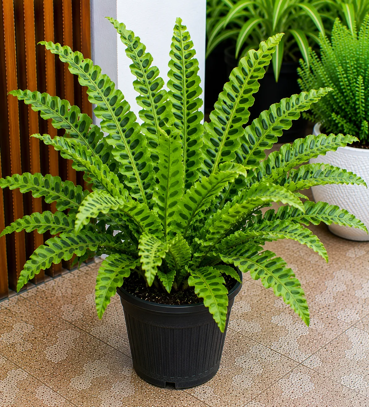 Peacock Fern Plant, Vibrant Green Foliage, Ornamental Indoor Fern